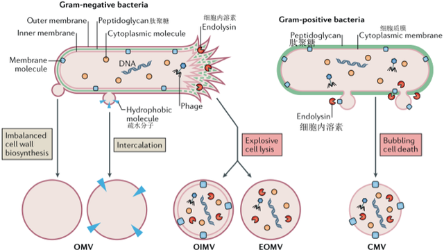 我们身边无处不在的微生物“信使包裹”——胞外囊泡  第1张