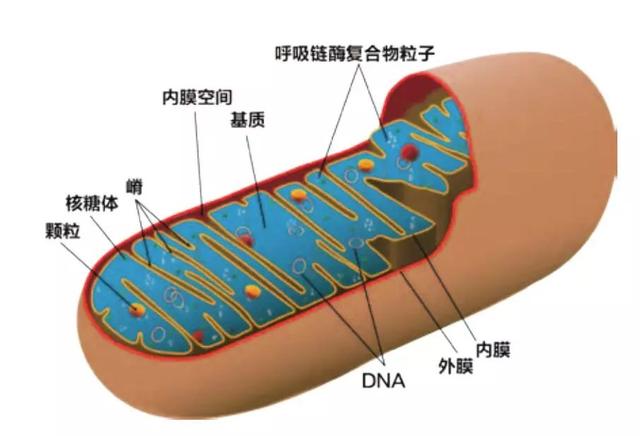 地球生命演化的惊天之谜  第3张