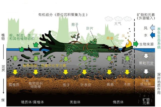 煤层厚达1公里，延伸数千公里！世界上最大的煤田实际上是由植物形成的？  第25张