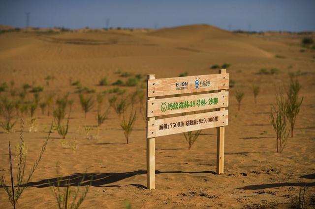 马云斥巨资在沙漠里种树，承诺每年1亿棵，八年过去，树怎样了？  第2张