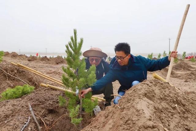 马云斥巨资在沙漠里种树，承诺每年1亿棵，八年过去，树怎样了？  第7张