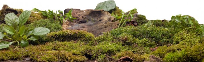 Photoshop制作梦幻森林里的童年蜗牛骑士图片合成教程  第5张