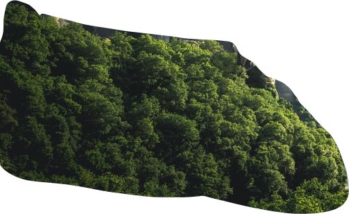 Photoshop制作梦幻森林里的童年蜗牛骑士图片合成教程  第6张