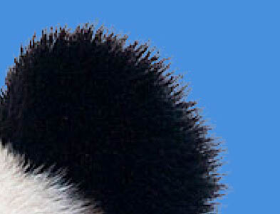 Photoshop合成密林中看报的熊猫人图片设计教程  第6张