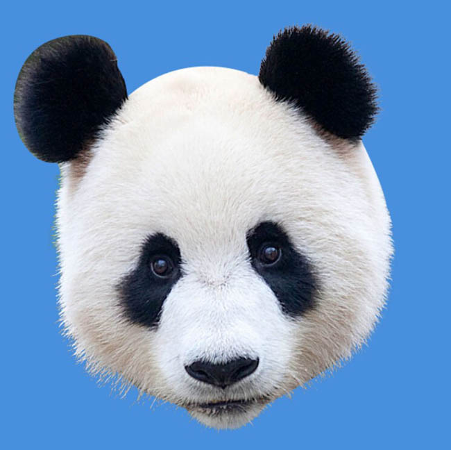 Photoshop合成密林中看报的熊猫人图片设计教程  第7张