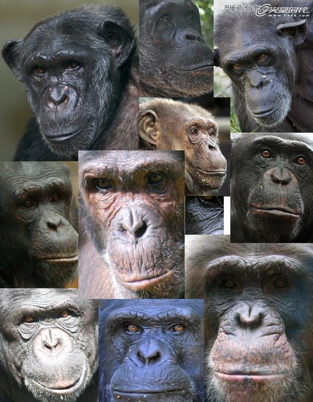 3ds Max制作逼真的黑猩猩教程 第2张 3ds Max制作逼真的黑猩猩教程 第2张